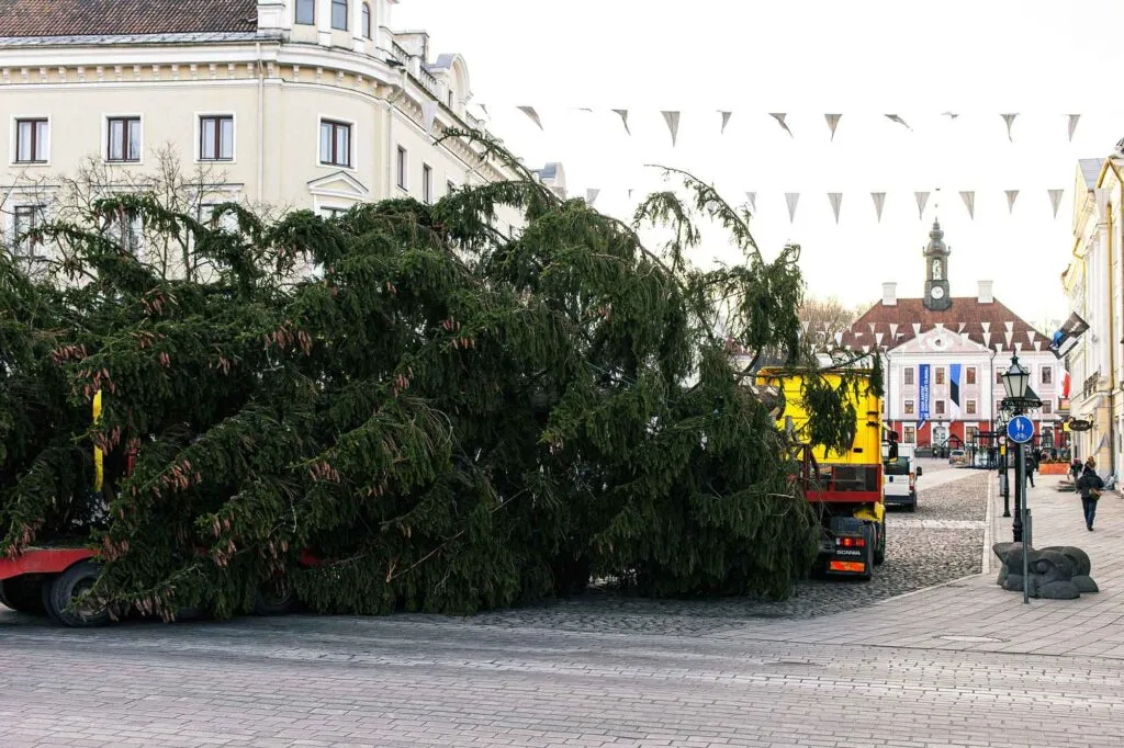 Tartu jõulukuusk tuleb tänavu Kanepi vallast